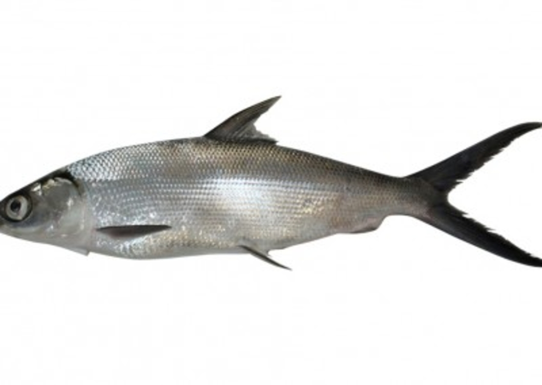 Bangus - FisherFarm - Whole Milkfish - 600-800g