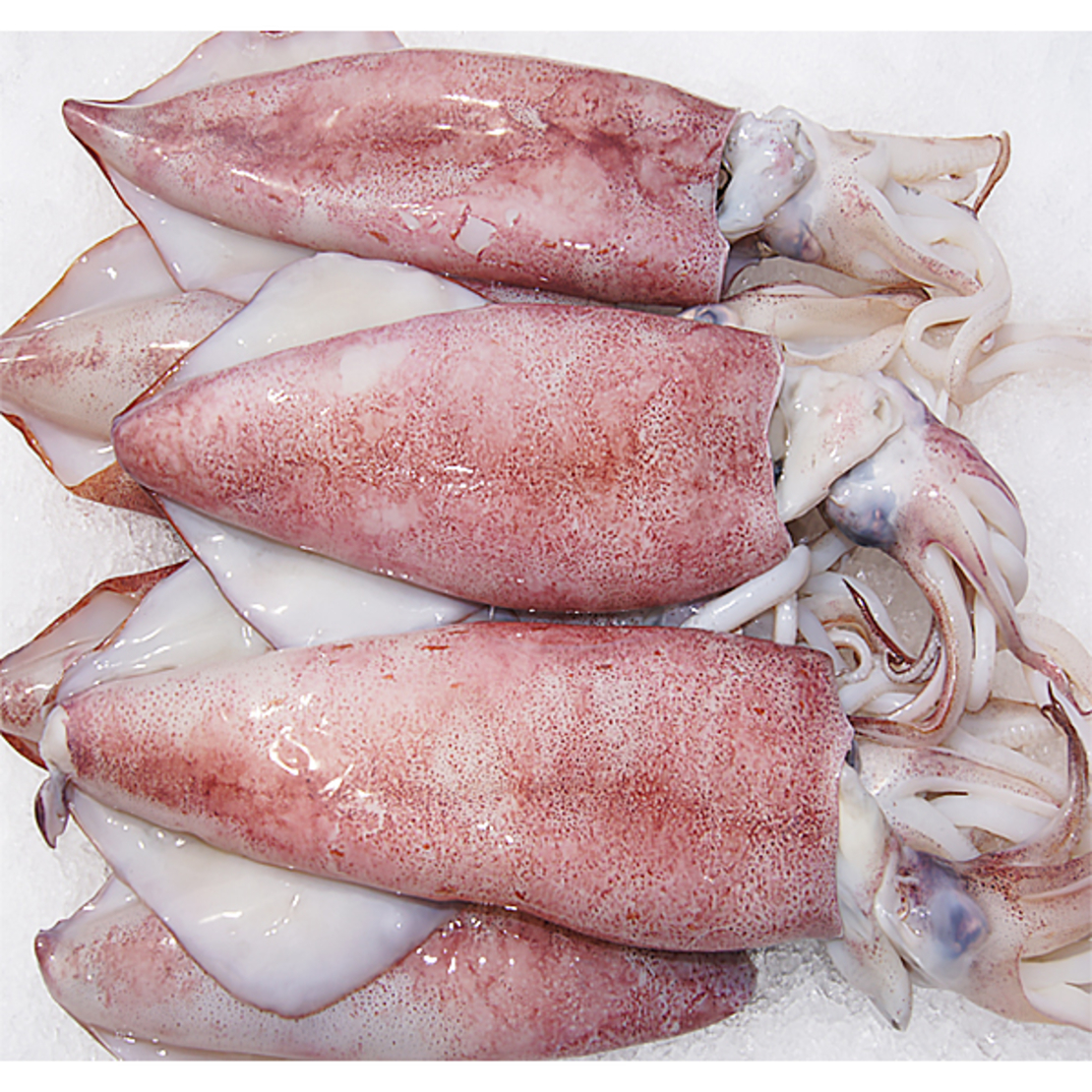 seafood express- Squid - 1000g