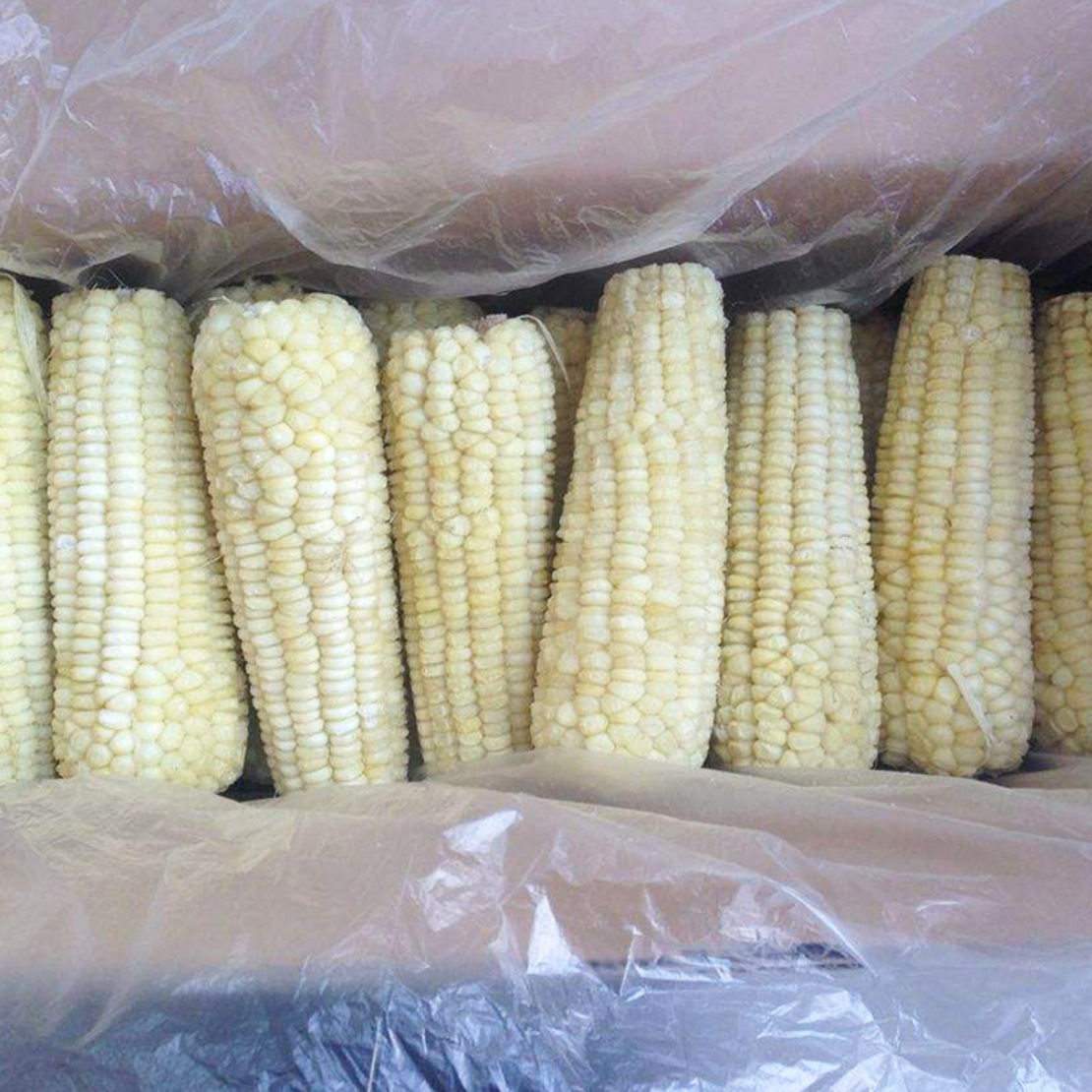 Barili - White Corn