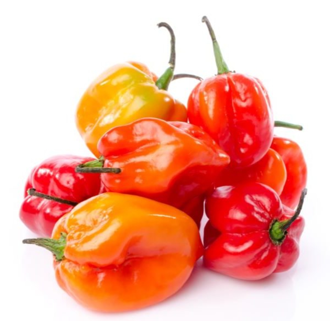 Habanero Chili half kilo