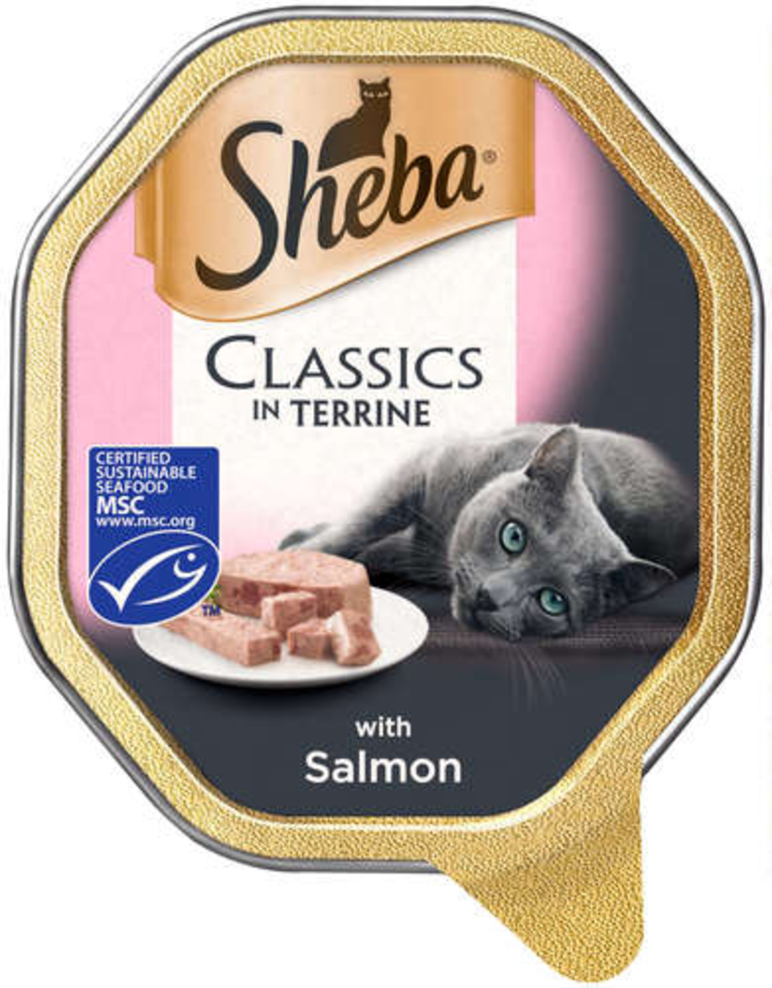 שיבא פטה סלומון Sheba