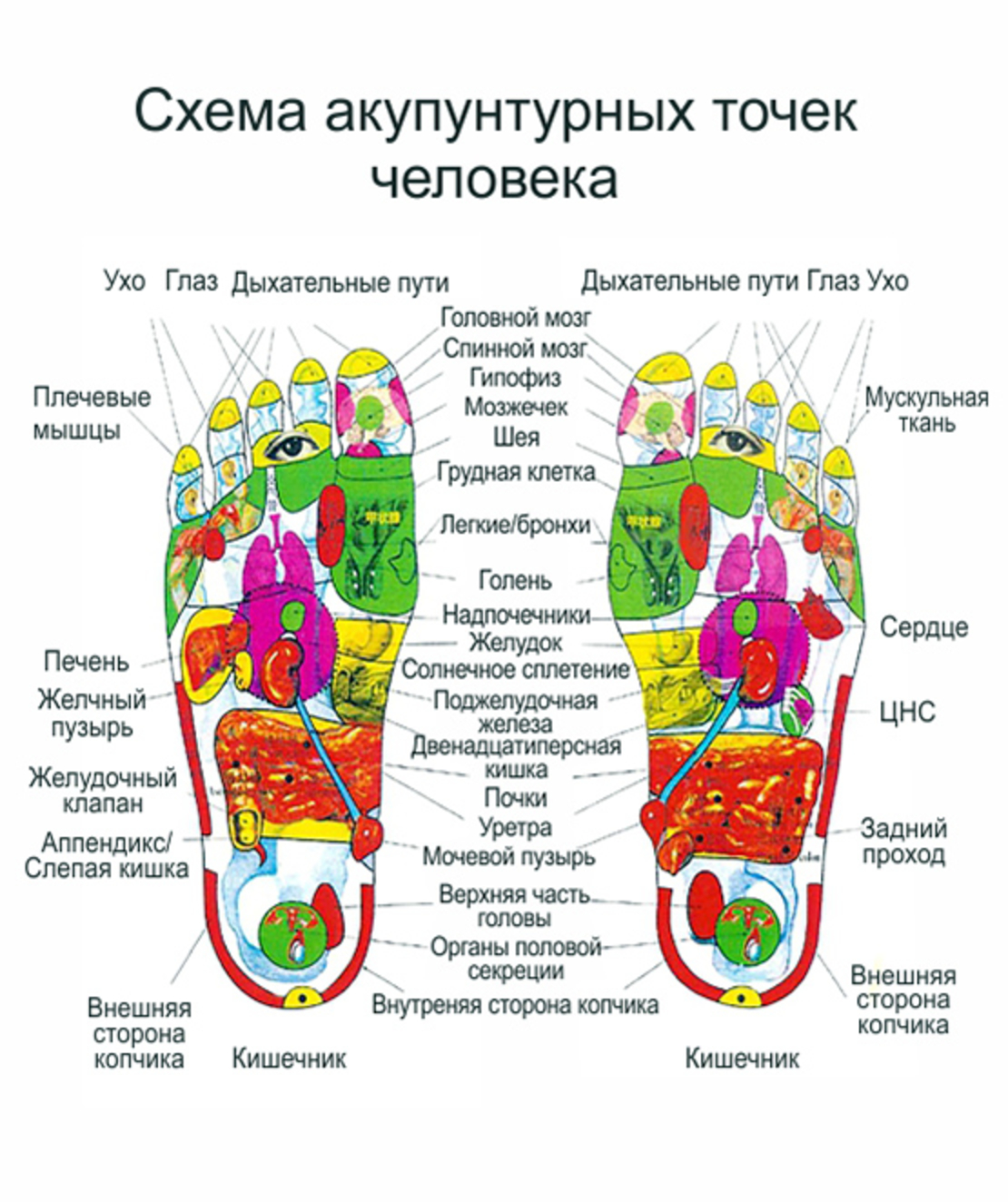 Аппликатор Ляпко Стельки
