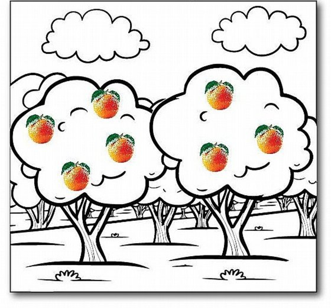 ערכת יצירה פרדס תפוזים - פרדס לצביעה + מדבקות תפוזים 36 יח'