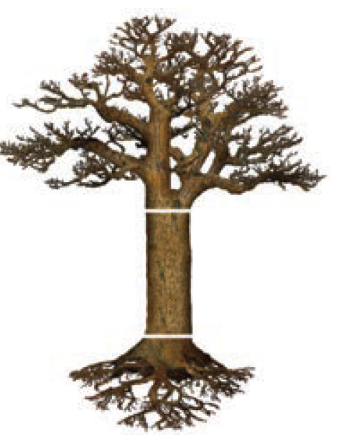 מפל העץ וחלקיו