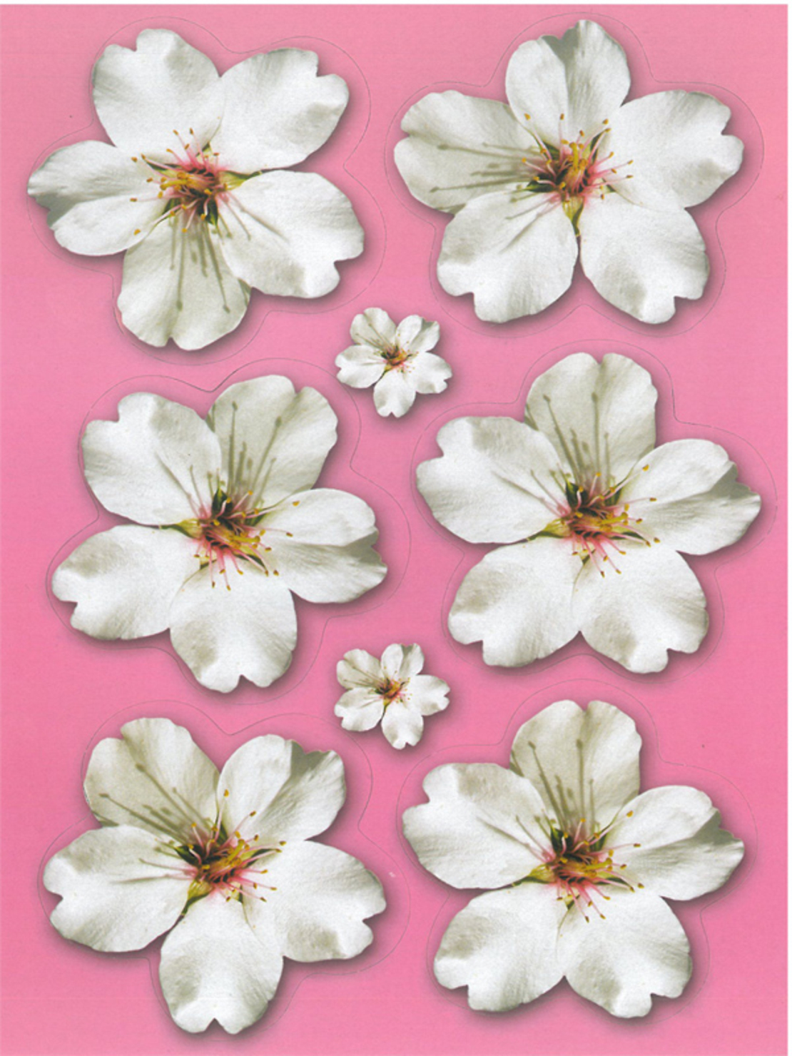 גזירות קרטון פרחי שקדיה להדבקה והמחשה 8 ס