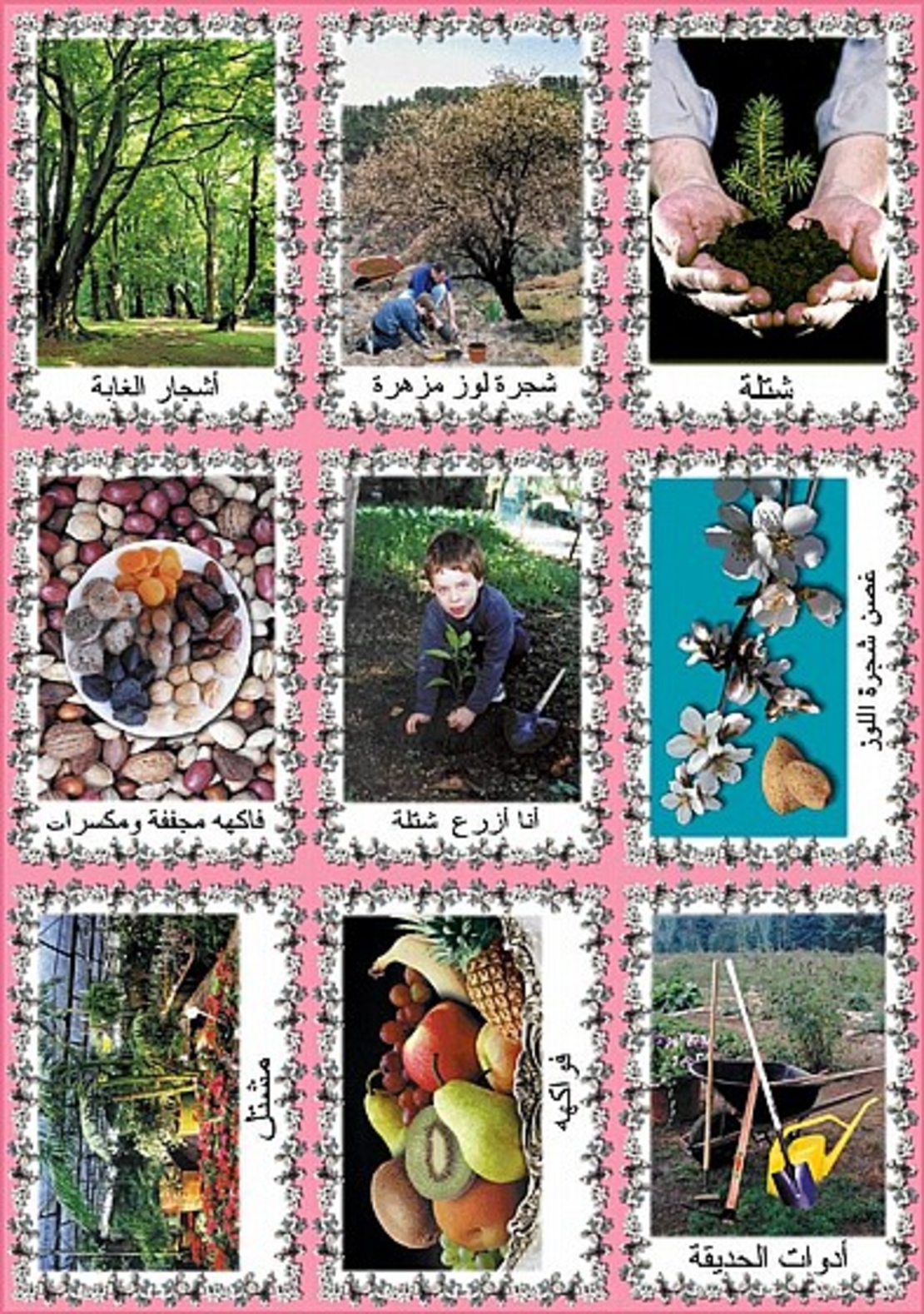 ערכת תמונות ט