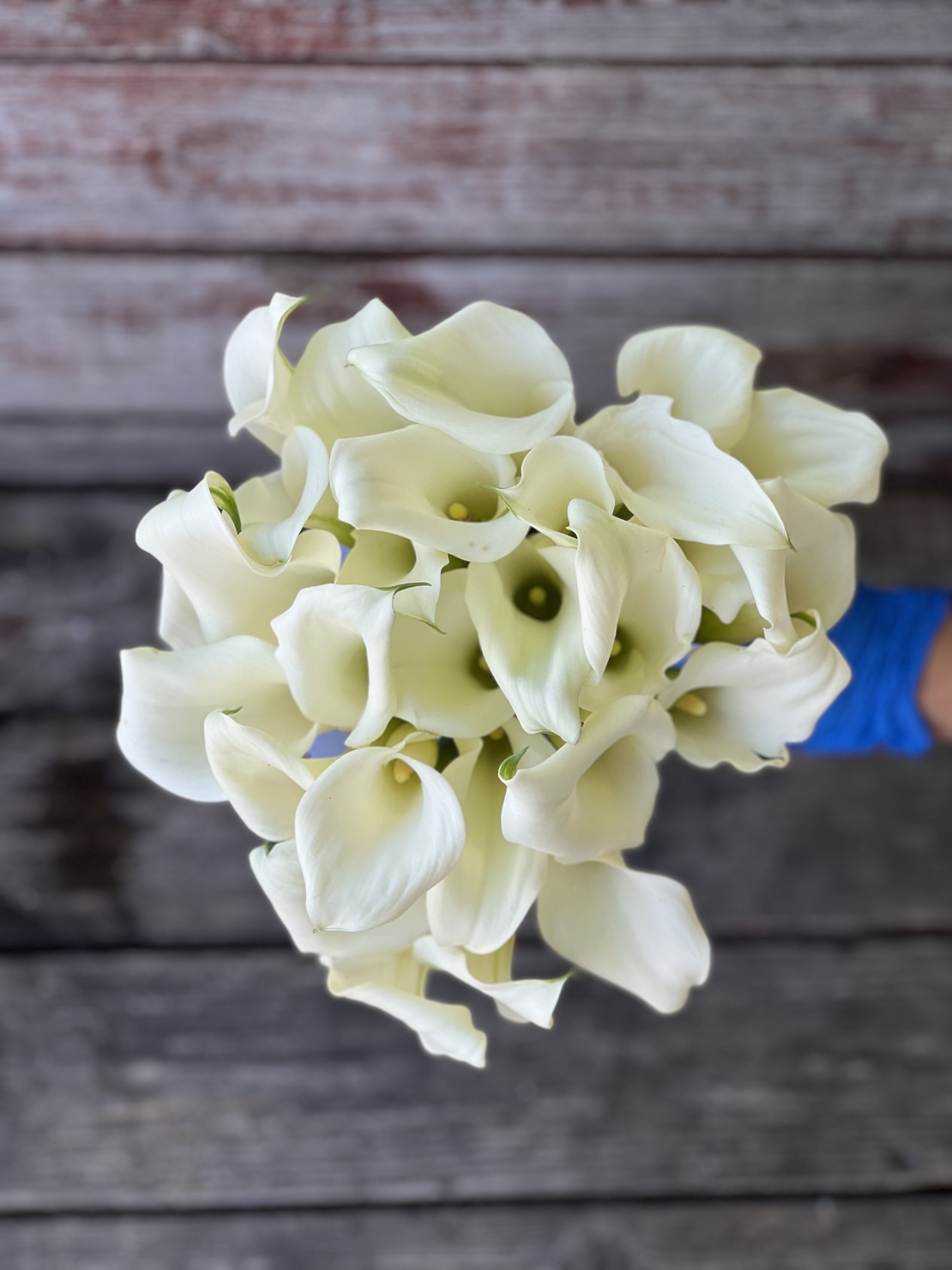 Francesca's bridal bouquet