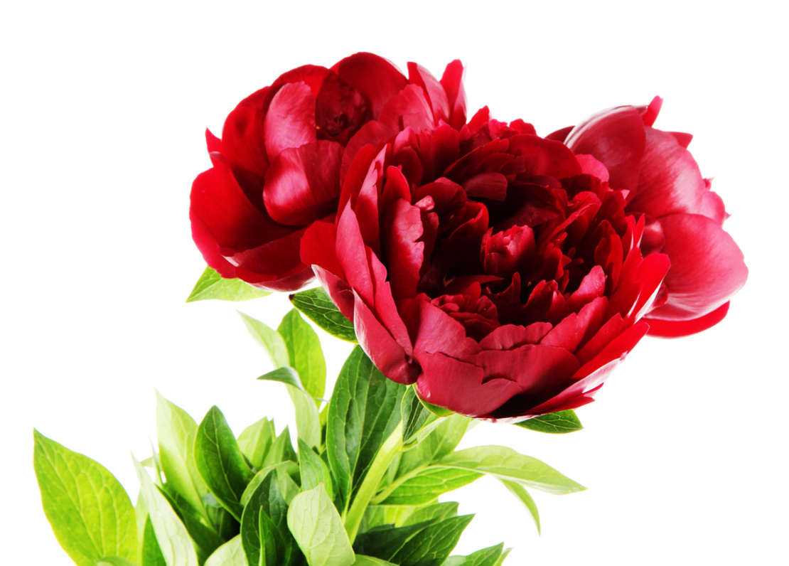A bouquet of peonies