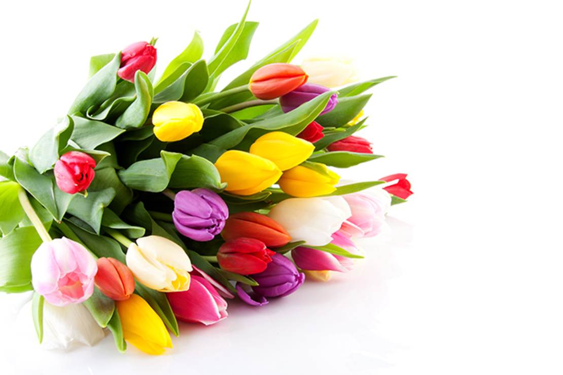 A bouquet of tulips