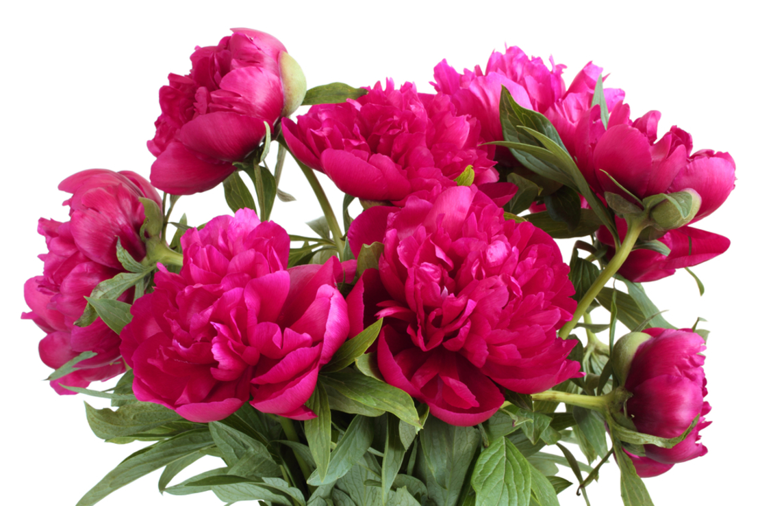 A bouquet of peonies