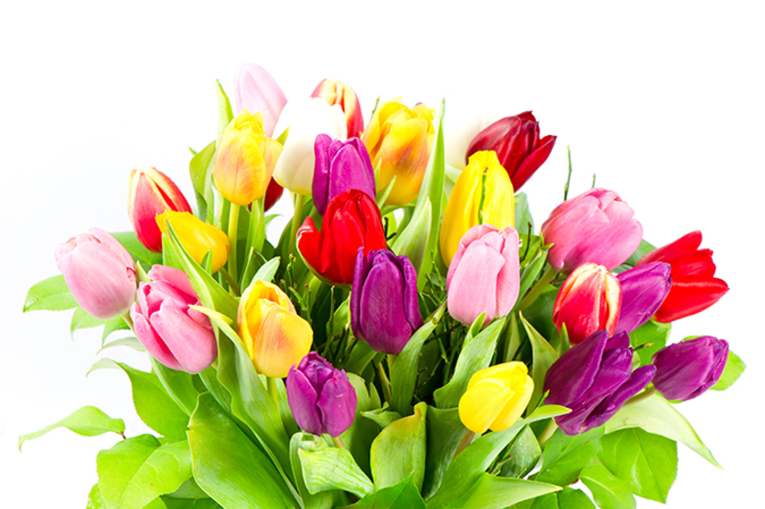 A bouquet of tulips