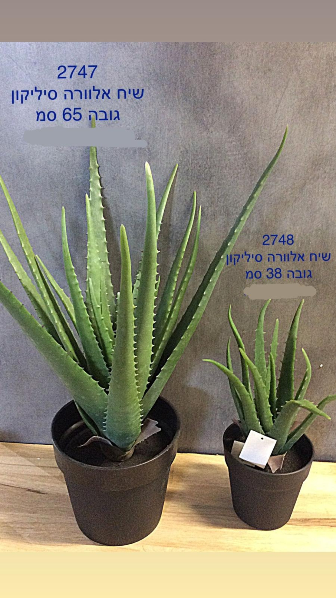 -שיח אלוורה סיליקון