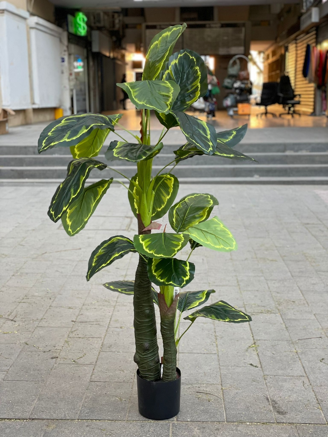 -דגם צמחיה