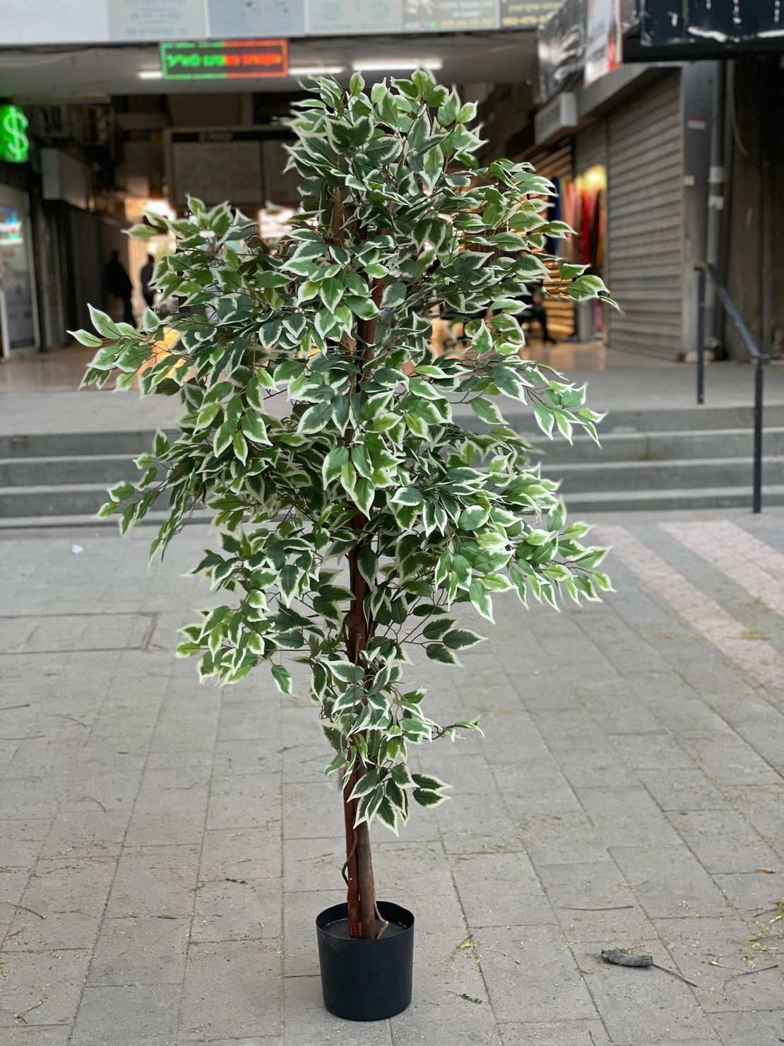 -דגם צמחיה
