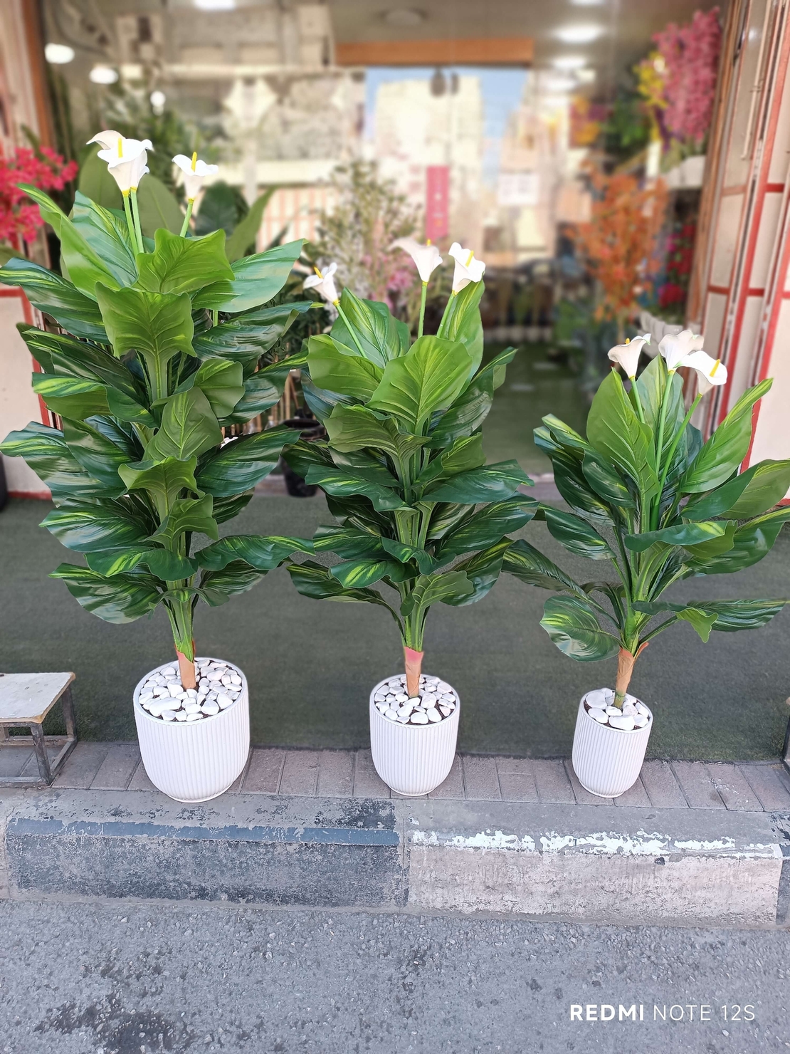 צמח קאלה דקורטיבי בעציץ