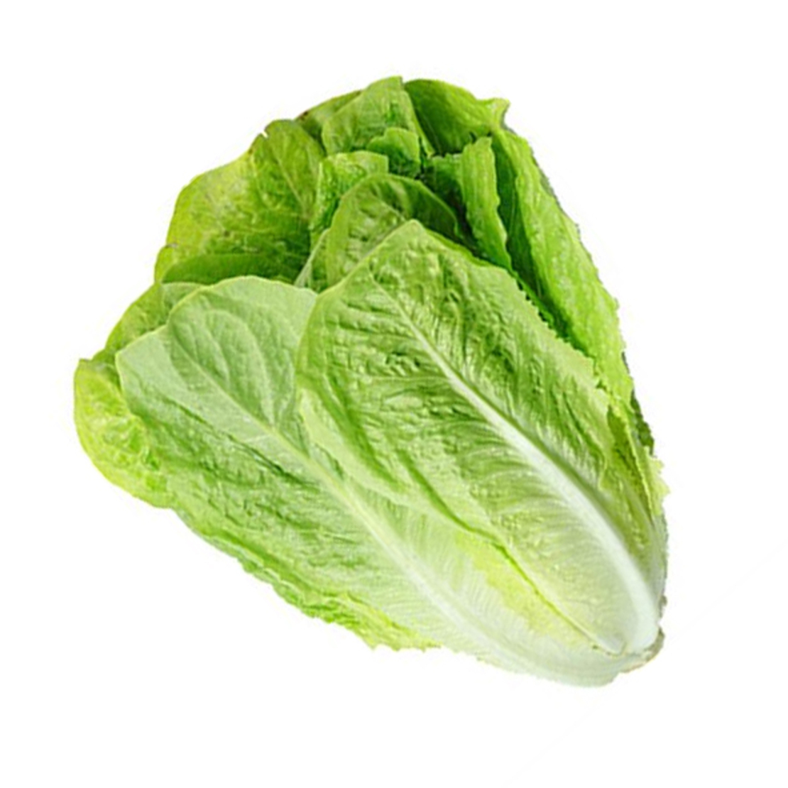 עלי חסה - 5 יחידות