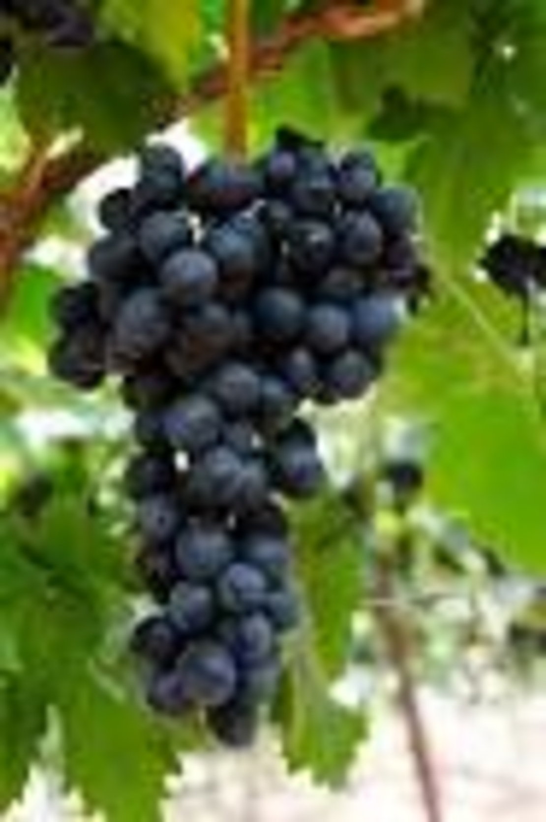 ענבים שחורים