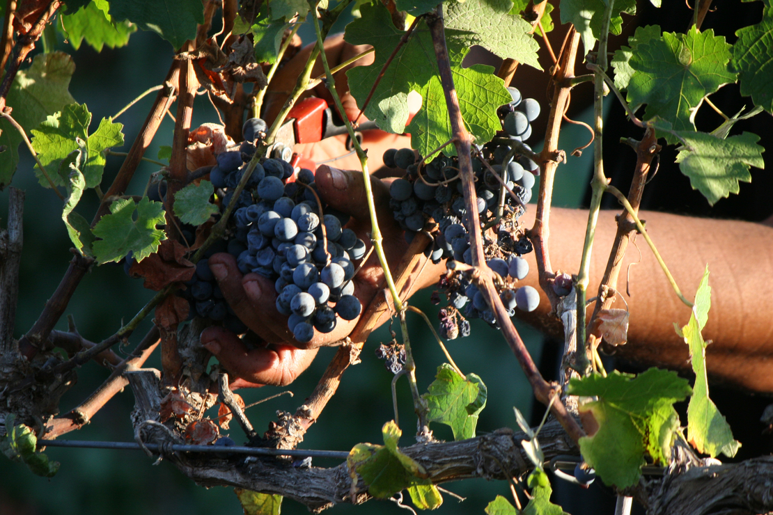 Cabernet Sauvignon אדום יבש 2019