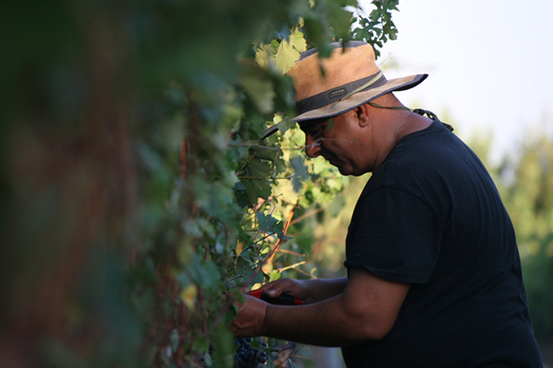 Cabernet Sauvignon אדום יבש 2019