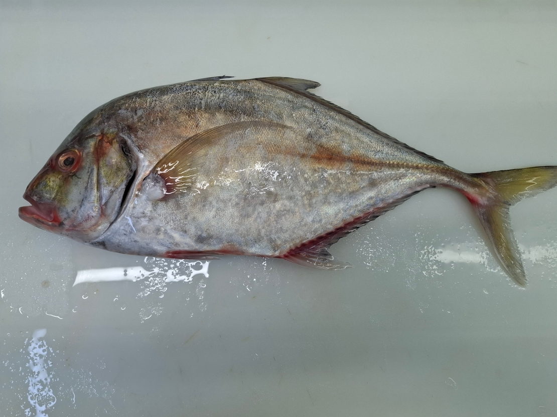 טורולוס (טרחון)