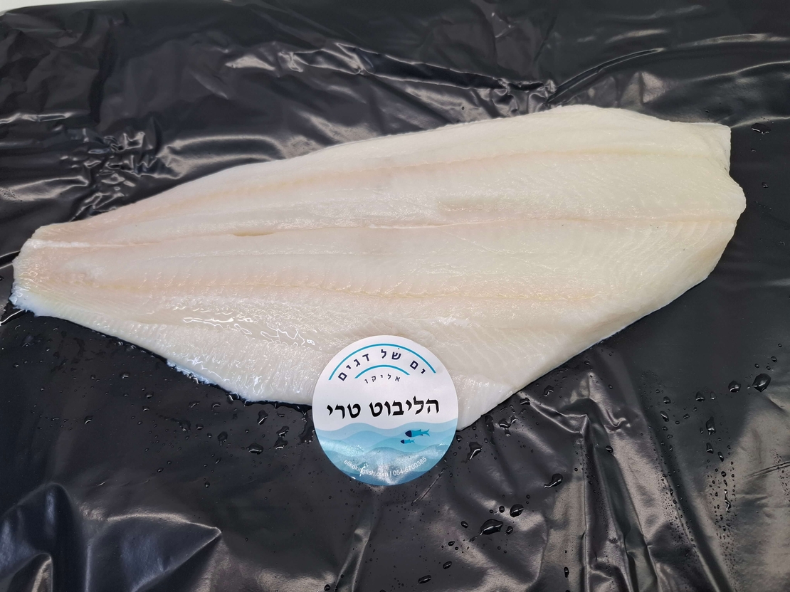 פילה הליבוט טרי