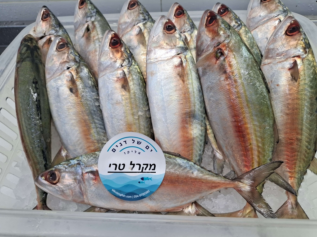 מקרל (קוליס)