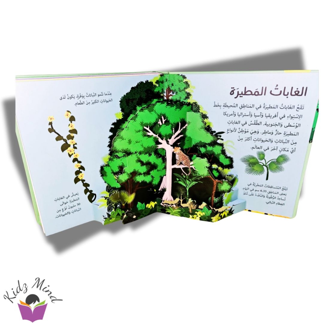 الغابة