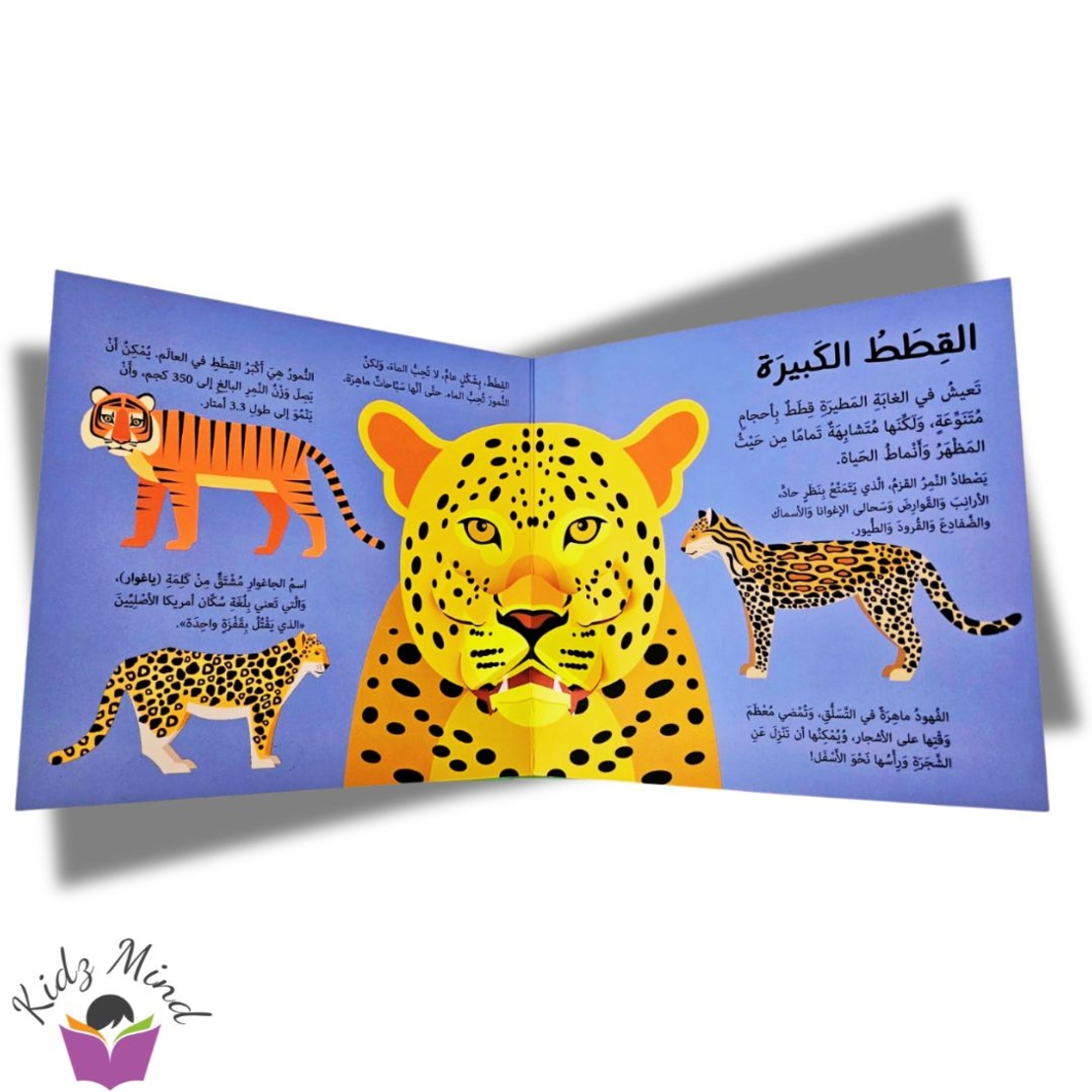الغابة