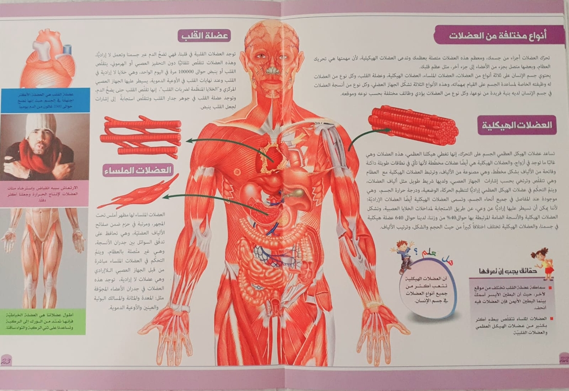 موسوعة جسم الانسان - الهيكل العظمي والعضلات