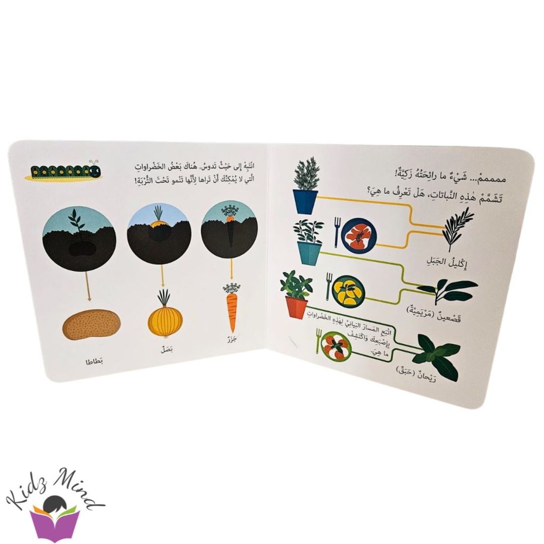 حديقة الخضروات - مونتيسوري