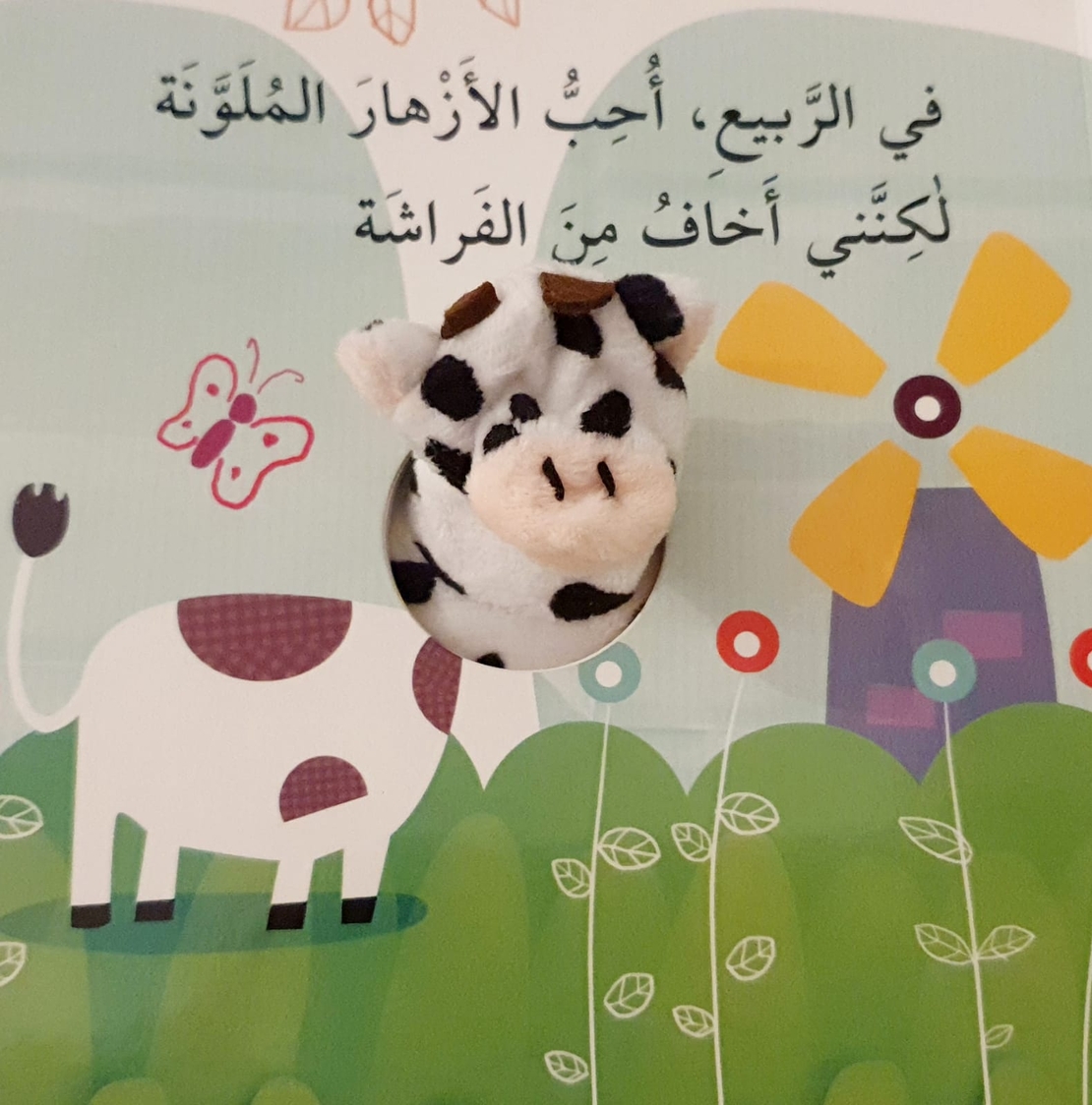 البقرة كاتي والفصول