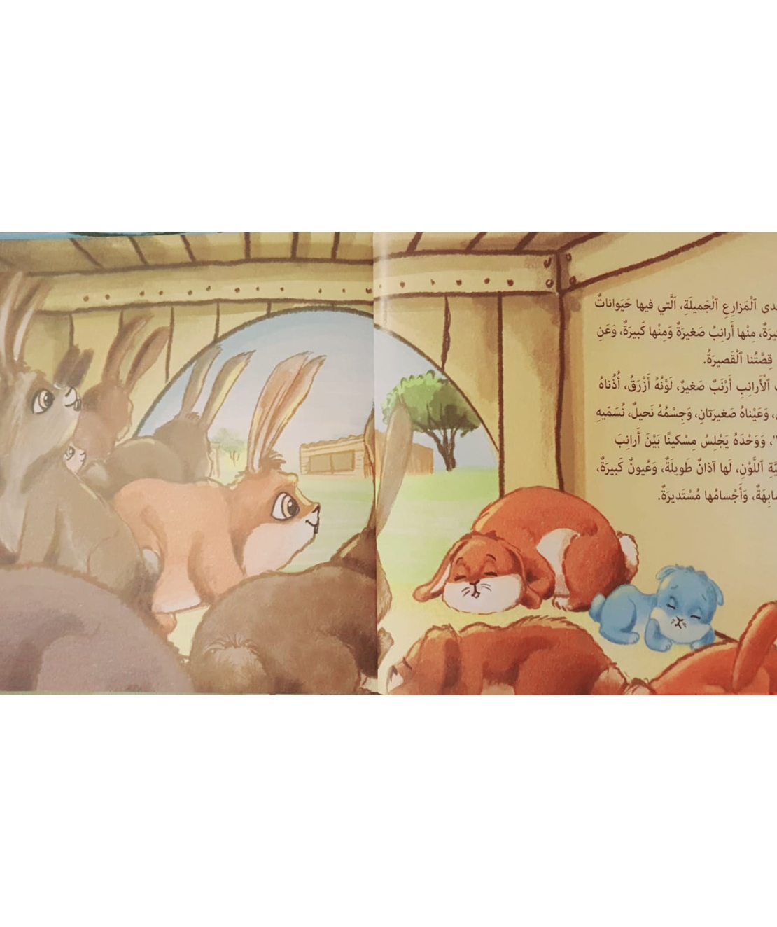 أرنوبي