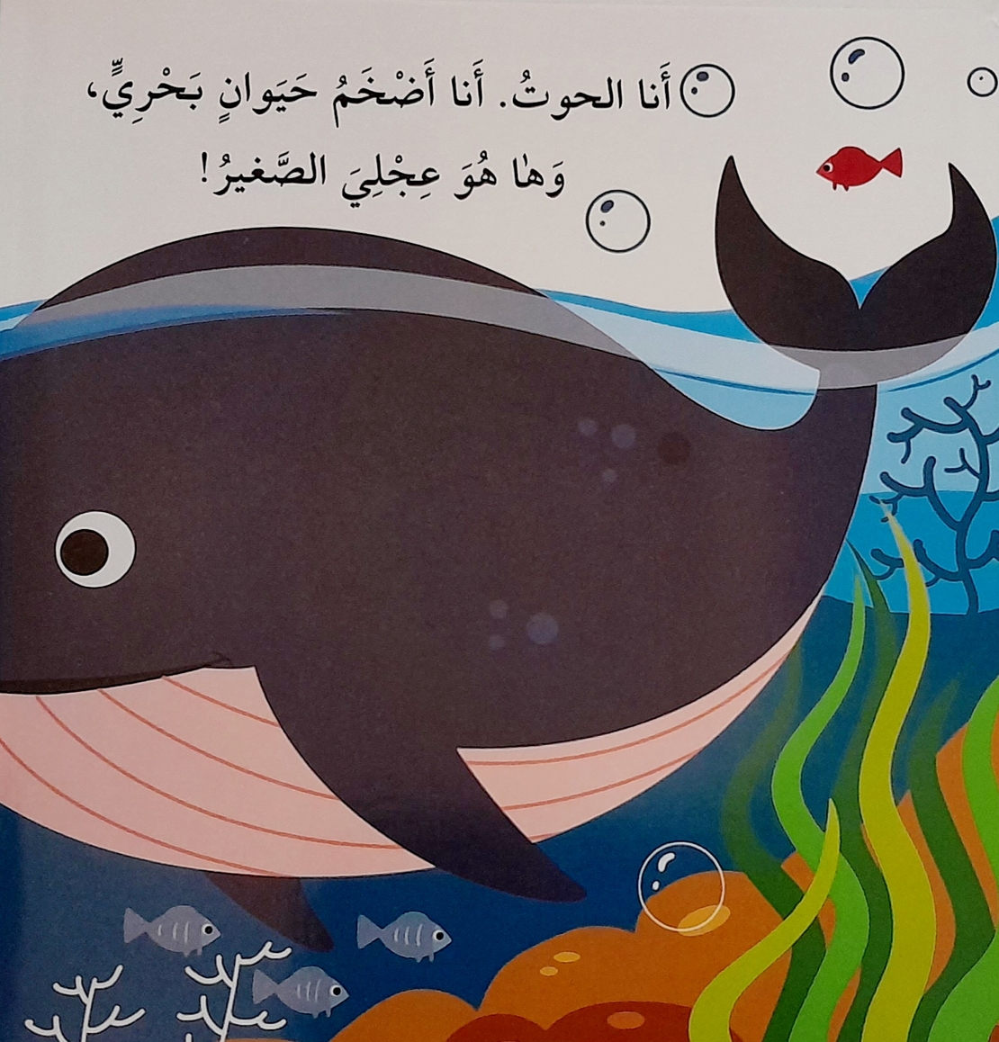 حيوانات البحر - كتاب الأحجية الكبيرة