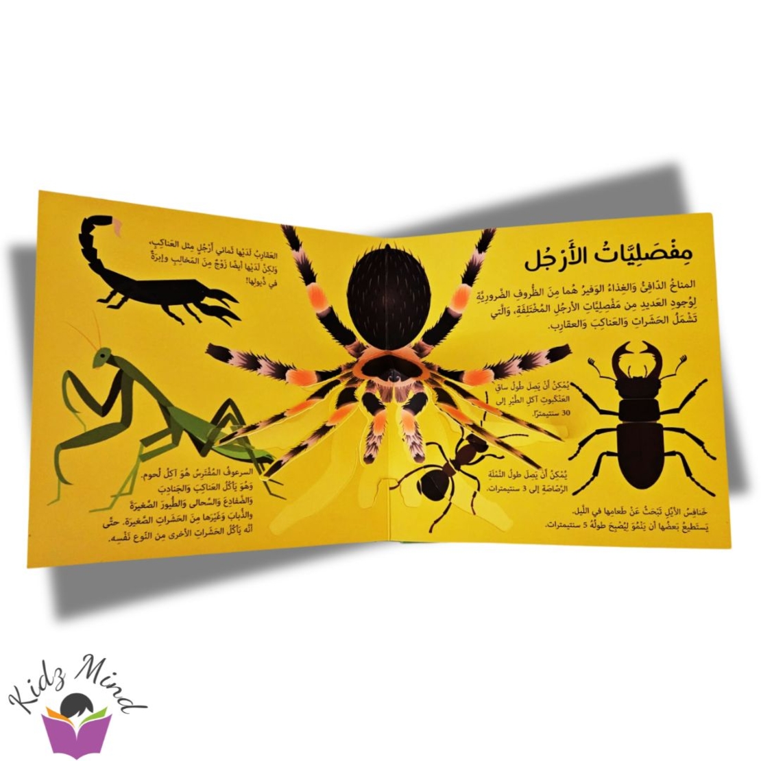 الغابة