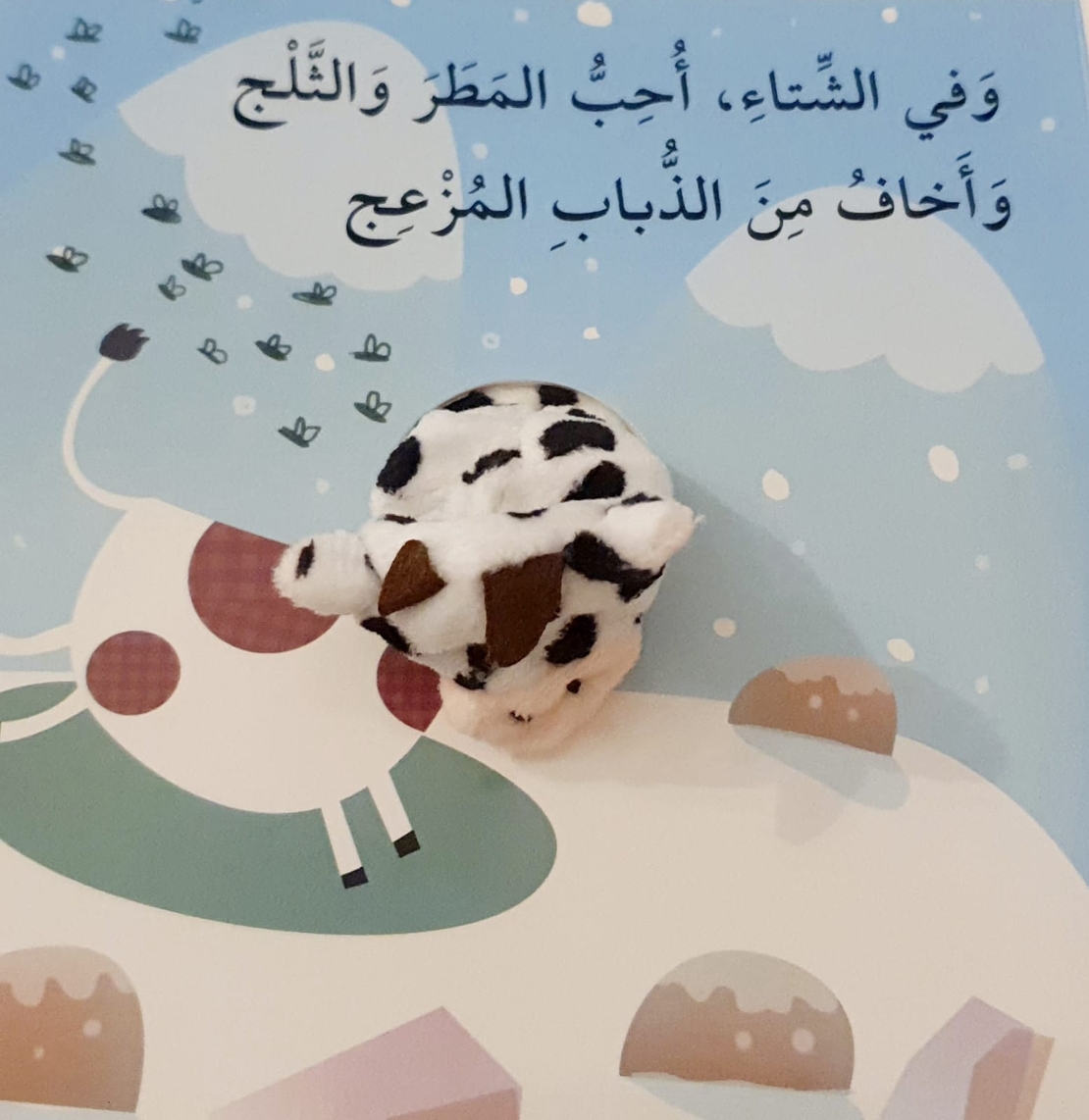 البقرة كاتي والفصول