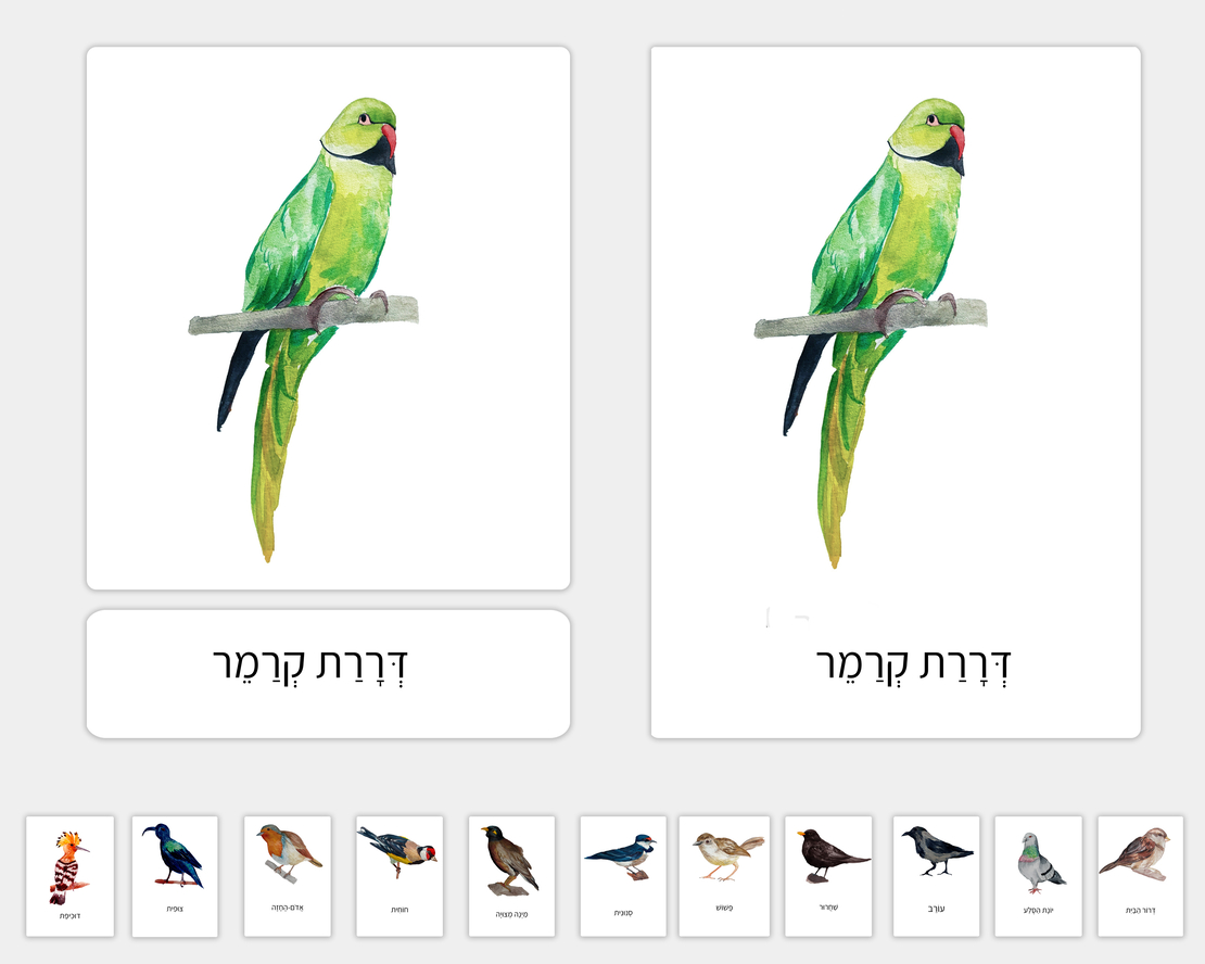 כרטיסיות ציפורים נפוצות בישראל