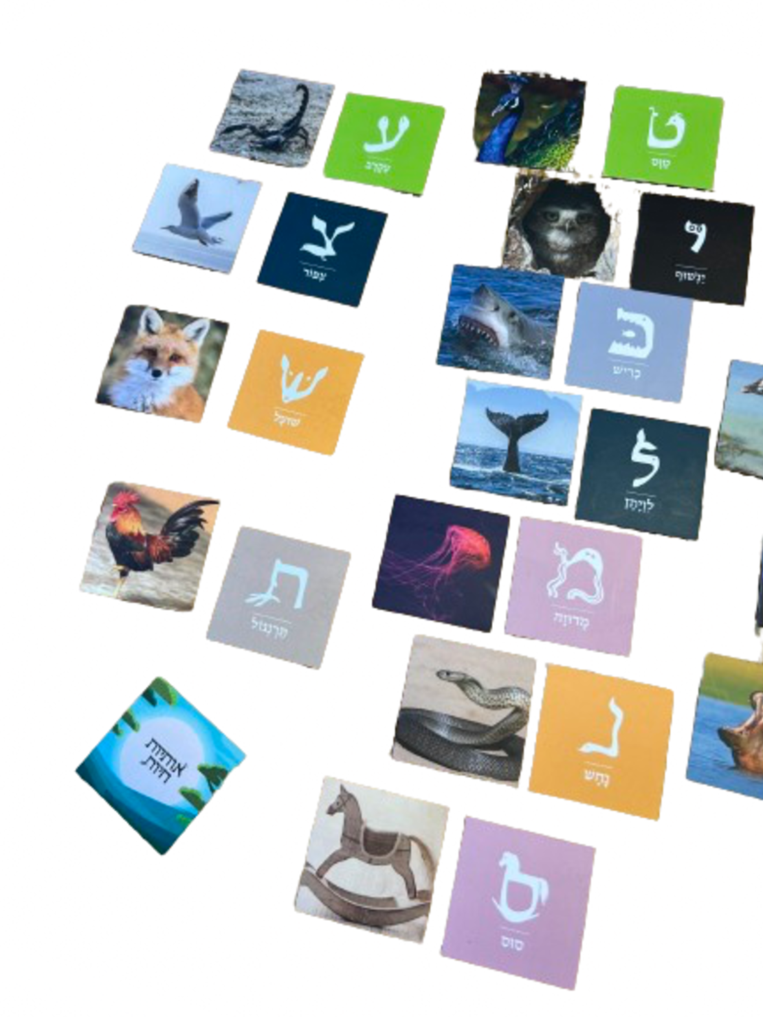 אותיות חיות- מגנטים