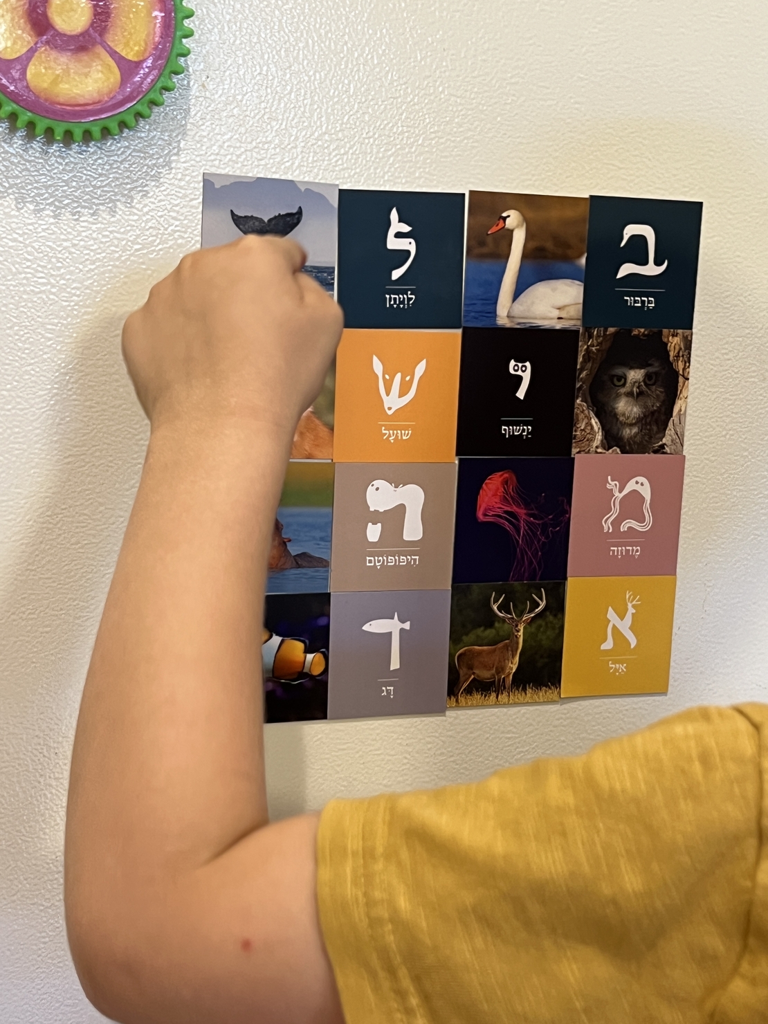אותיות חיות- מגנטים