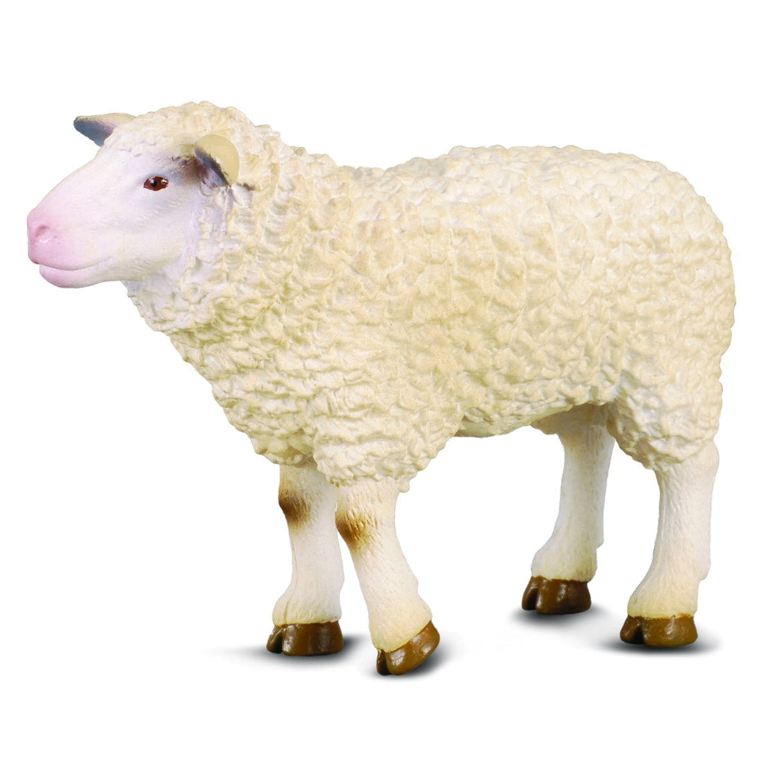 כבשה (m)