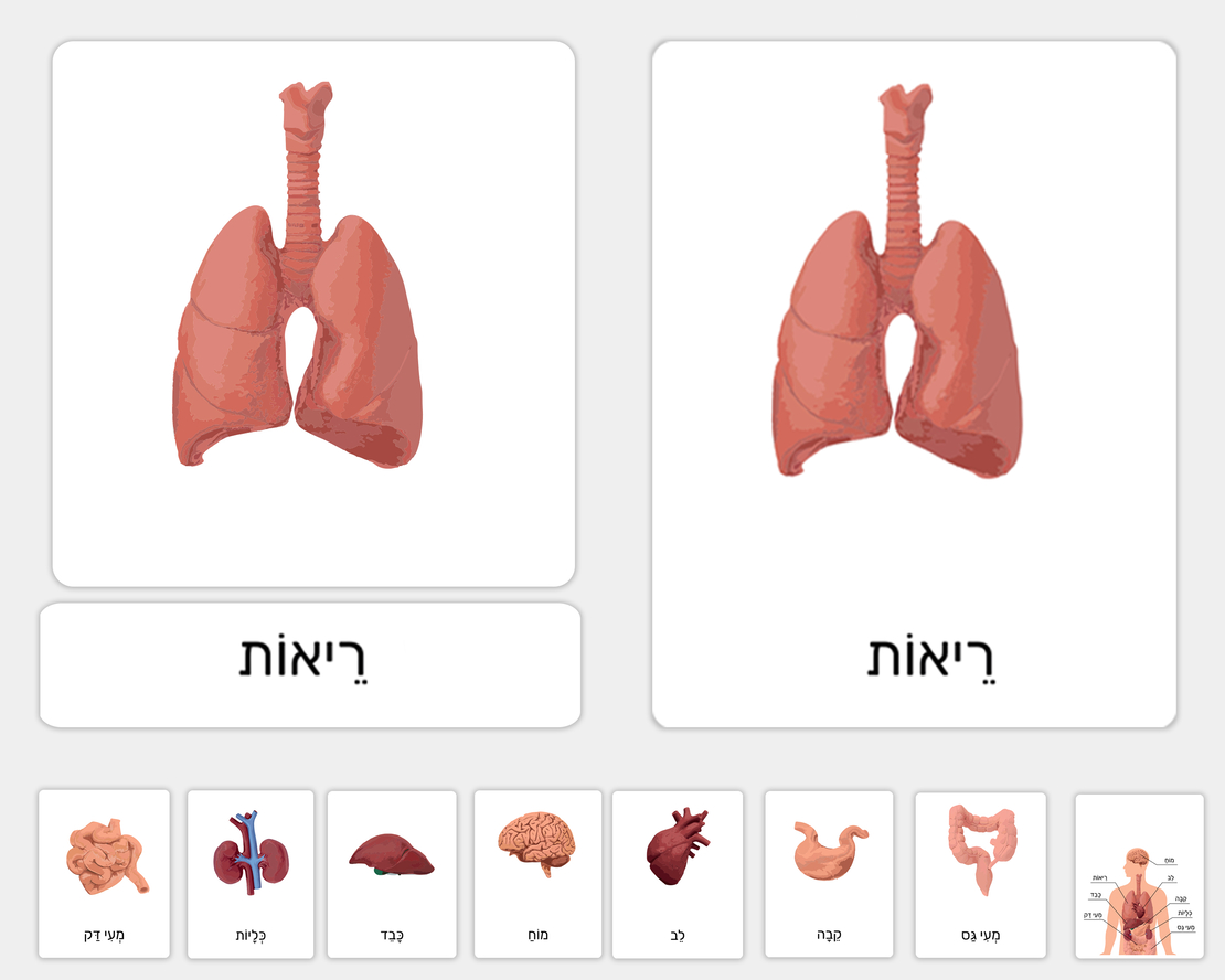 כרטיסיות איברים פנימיים