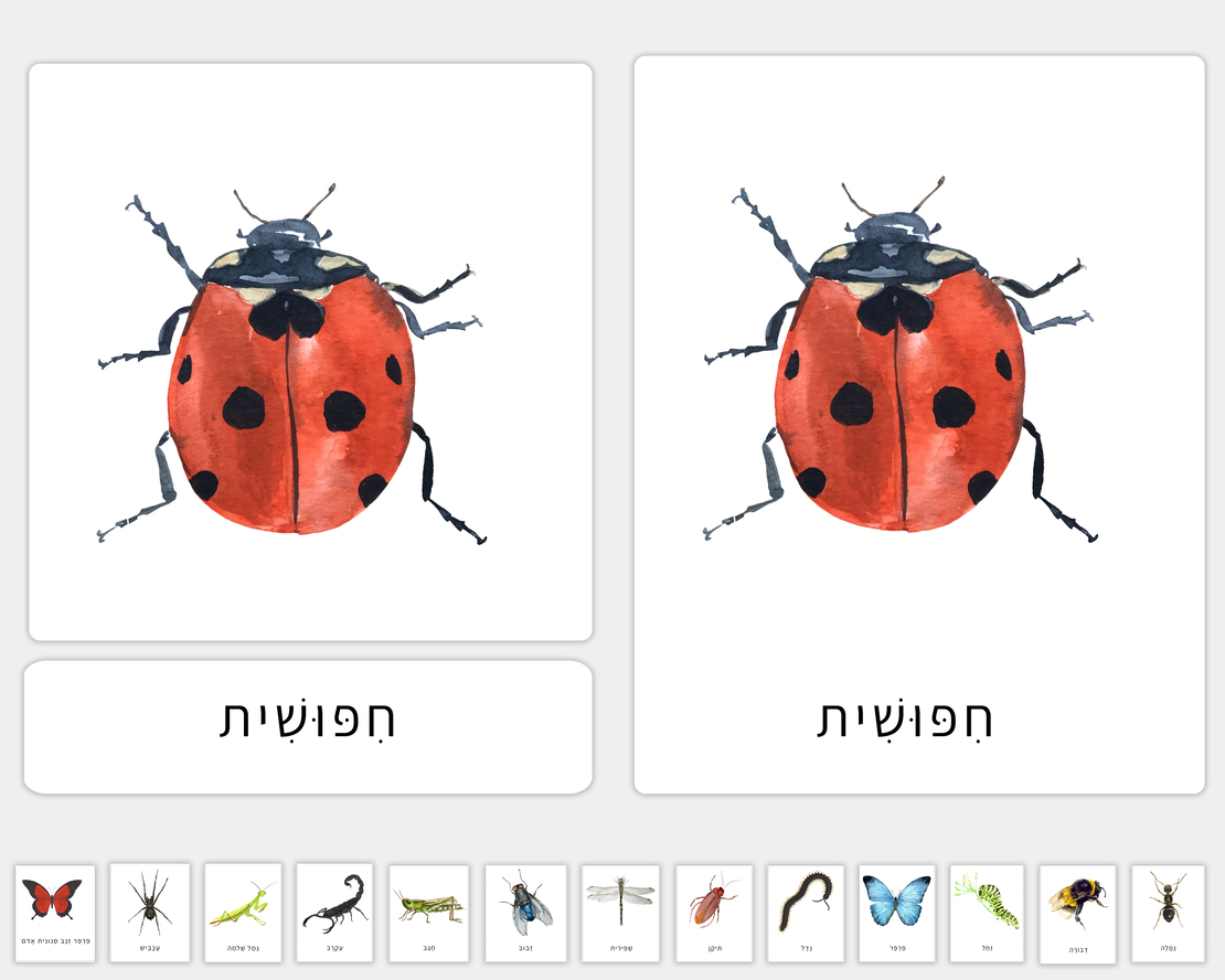 כרטיסיות בנושא חרקים