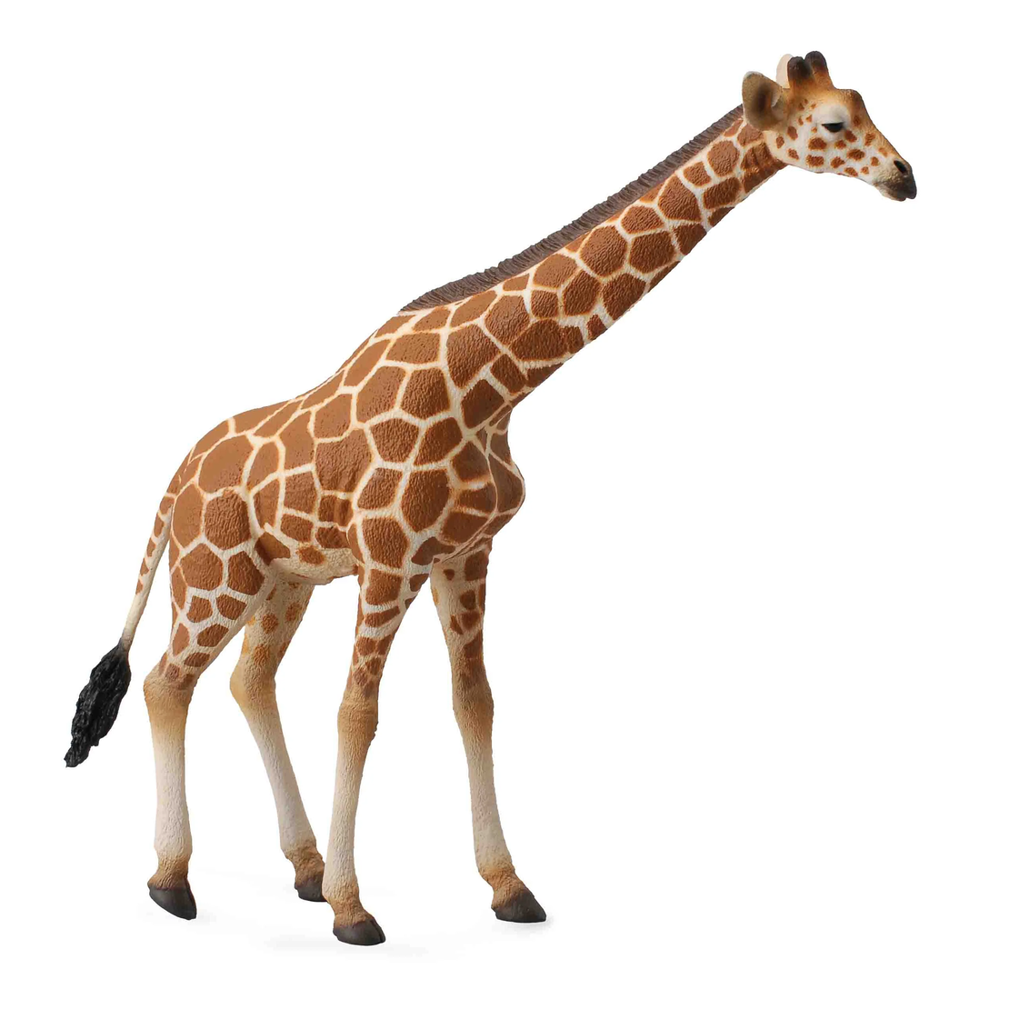 ג׳ירף (xl)