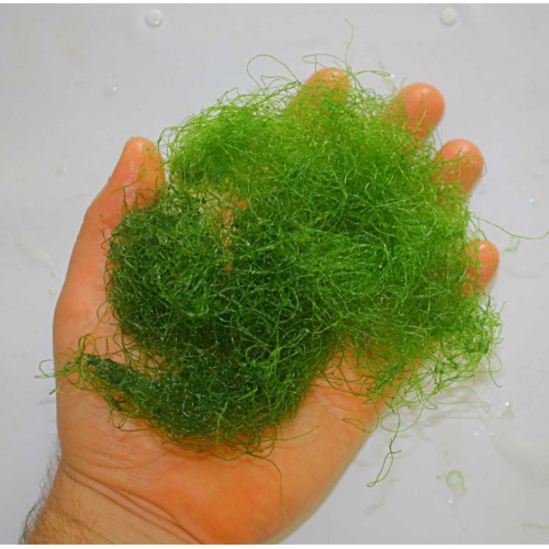 אצת מאקרו צ'יטו (ספגטי) עבור רפיוג'ם - Chaetomorpha linum Macro Algea for Reef Refuigem