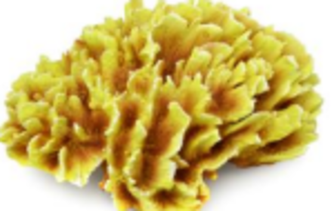 דקורציה אלמוג דגם HCL 196 למים מלוחים ומתוקים - Coral decoration model HCL 196 for salt and fresh water