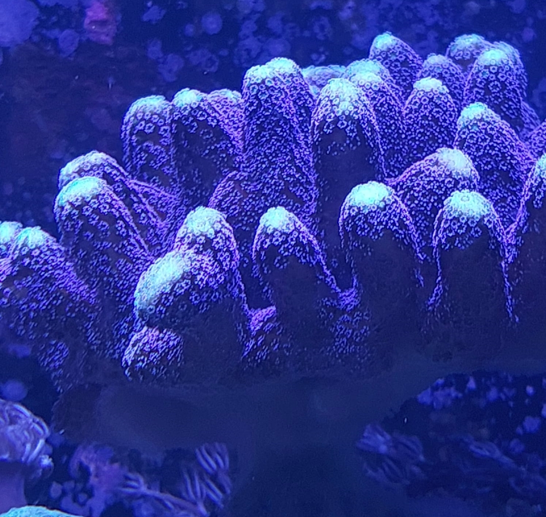 אלמוג SPS מילקה סטילופורה - Milka Stylophora SPS coral