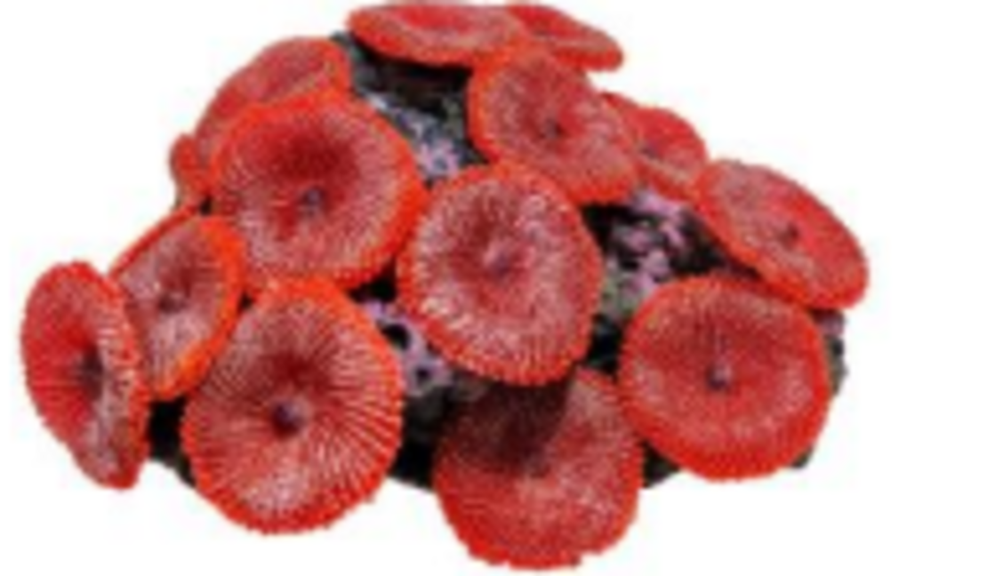 דקורציה אלמוג דגם SH 218 R למים מלוחים ומתוקים - Coral decoration model SH 218 R for salt and fresh water