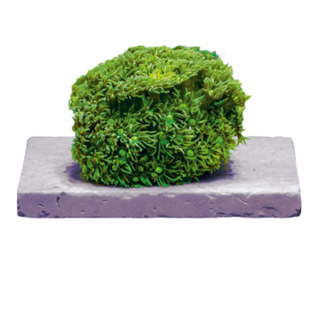 אריחים לפראגים פאונה מארין  במידה 50×50 מ