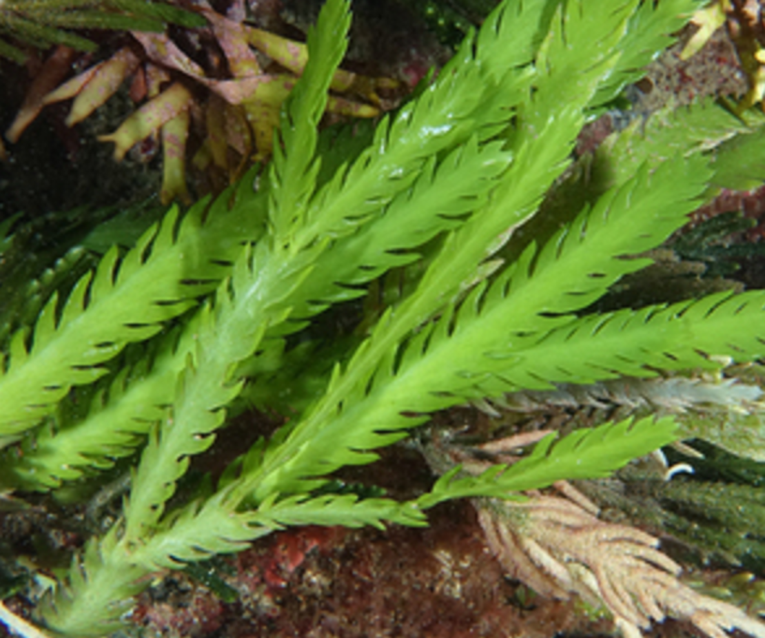 אצת מאקרו קאולרפה נוצה עבור רפיוג'ם - Caulerpa Scalpelliformis Macro Algea for Reef Refuigem