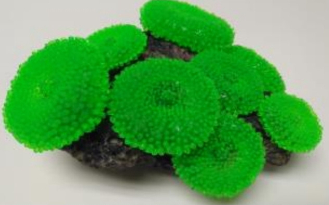 דקורציה אלמוג דגם SH 314 G למים מלוחים ומתוקים - Coral decoration model SH 314 G for salt and fresh water