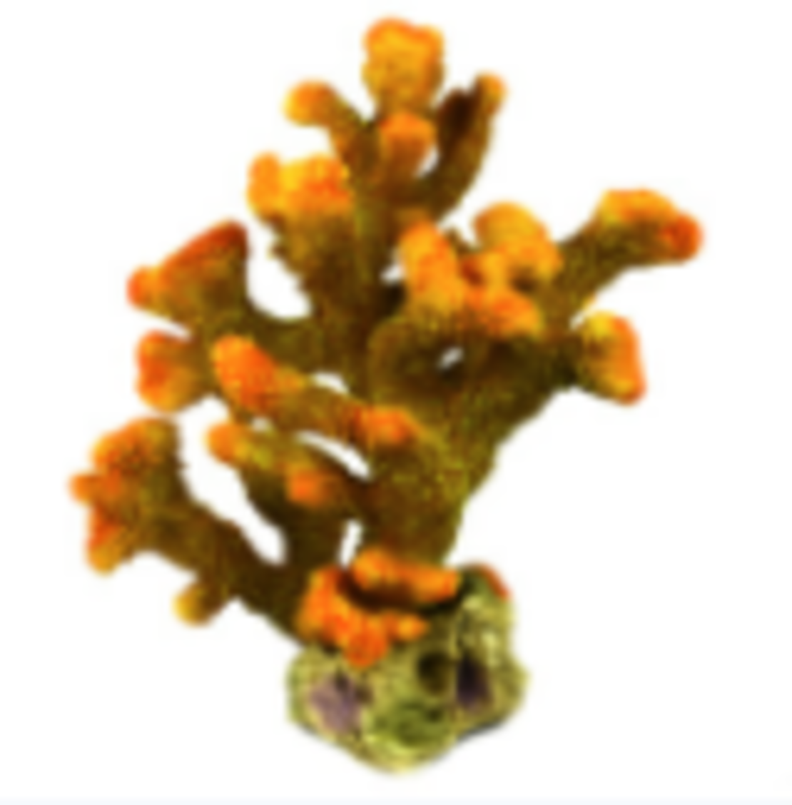 דקורציה אלמוג דגם HCL 147 למים מלוחים ומתוקים - Coral decoration model HCL 147 for salt and fresh water